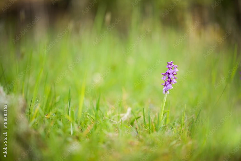 Orchis morio. Orchid in nature in the Czech Republic. Wild nature. A very rare plant. Plant photographed in the morning. The sun in the photo. Beautiful nature. Wild orchids on the morning meadow. Nat Orchis morio. Orchid in nature in the Czech Republic. Wild nature. A very rare plant. Plant photographed in the morning. The sun in the photo. Beautiful nature. Wild orchids on the morning meadow. Nat
