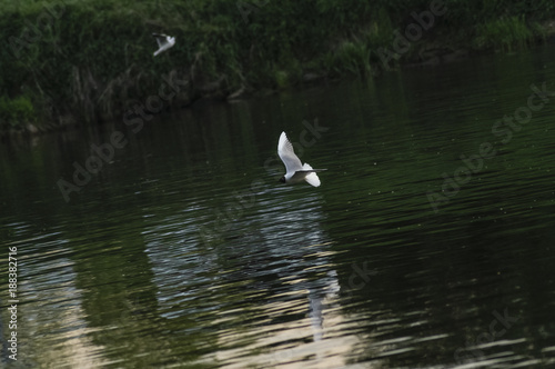 gull on the river