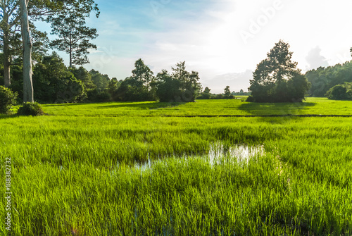 scenery of a ricefield in Siam Reap, Camboia. photo