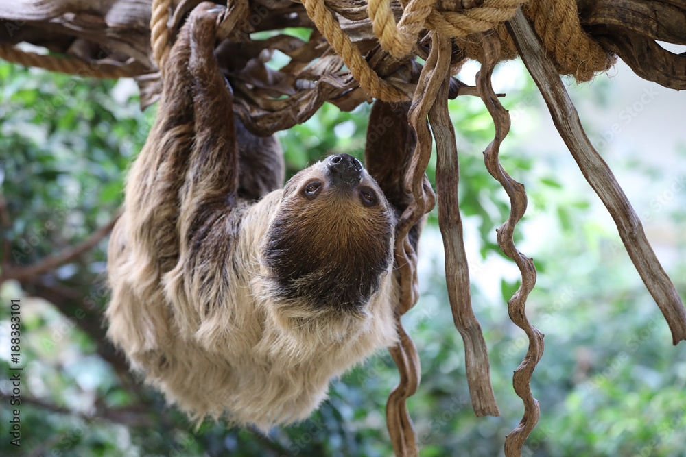 Fototapeta premium Leniwiec blady gardło