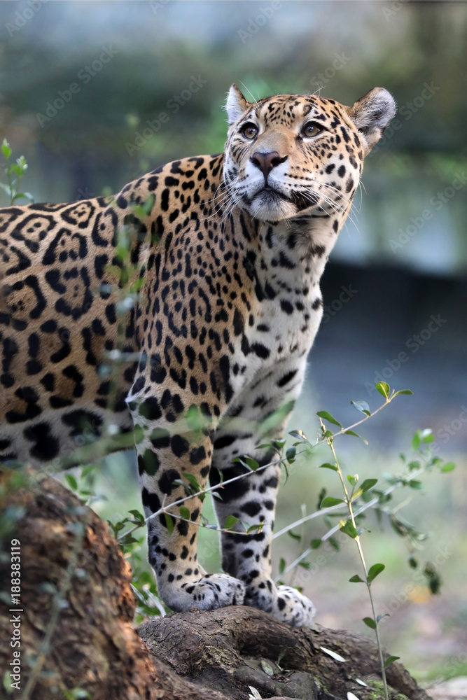 Jaguar Jaguar