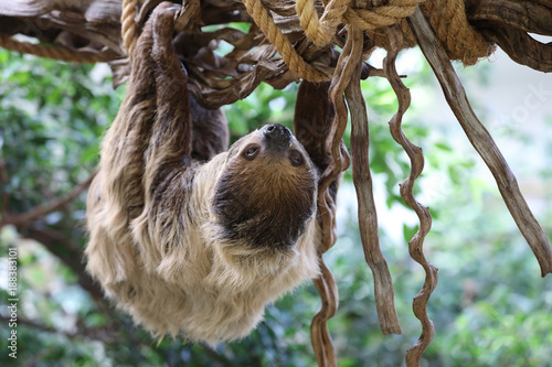 Pale throated sloth photo