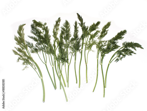 sprigs of dill isolated on white background