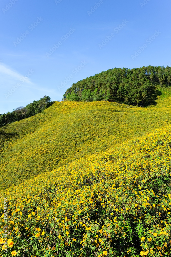 Thung Bua Tong flowers Doi Mae Yuam, Tree Marigold will bloom simultaneously. During November to December every year, Mae Hong Son Province, Thailand