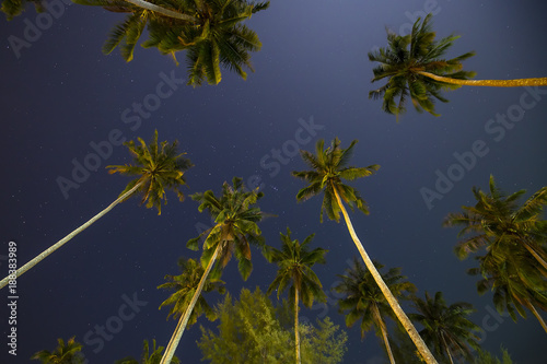Beautiful tropical night sky with coconut palm trees and stars, Thailand