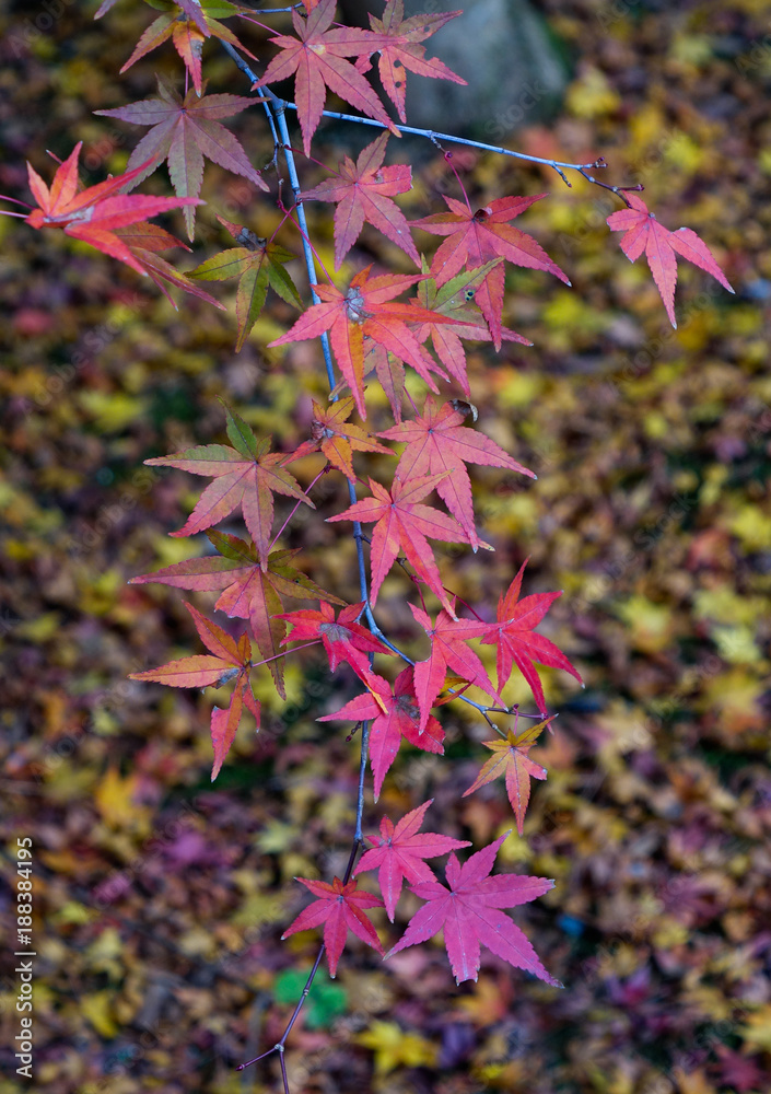 Obraz premium Autumn leaves in Japanese garden