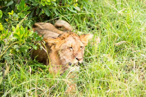 Fototapeta Naklejka Na Ścianę i Meble -  Young lion hidden in the scrub of Maasai Mara Park in North West Kenya