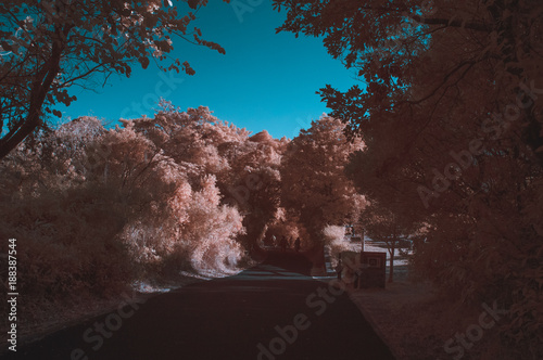 surreal path in infrared colors