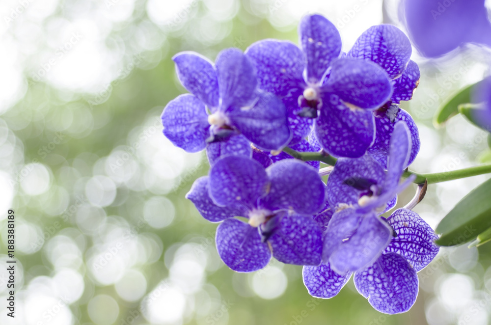 Naklejka premium Orchid flower with blurred background
