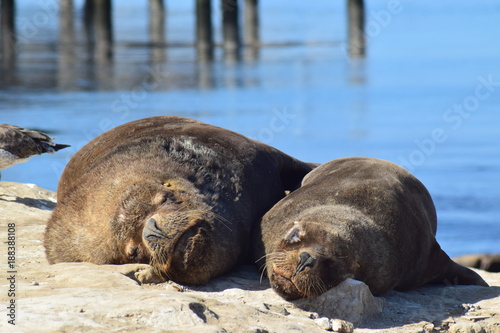 There are 2 seal is sleeping