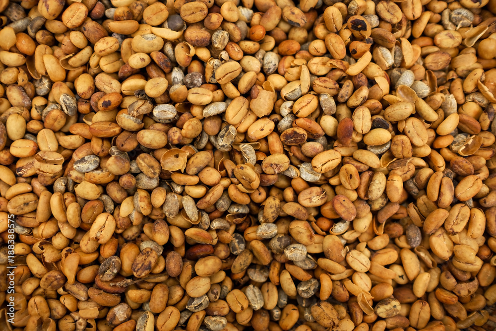 Background of coffee luwak beans close up. Most expensive coffe in the world Background of coffee luwak beans close up. Most expensive coffe in the world