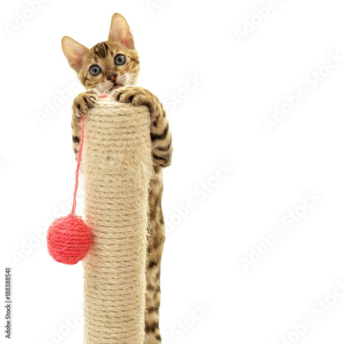 Bengal cat kitten climbing a scratch post