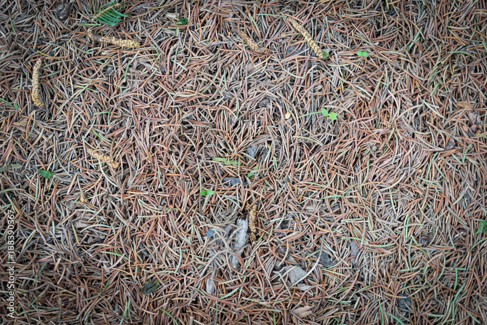 Dry twigs, needles and leaves forming a layer of forest litter.