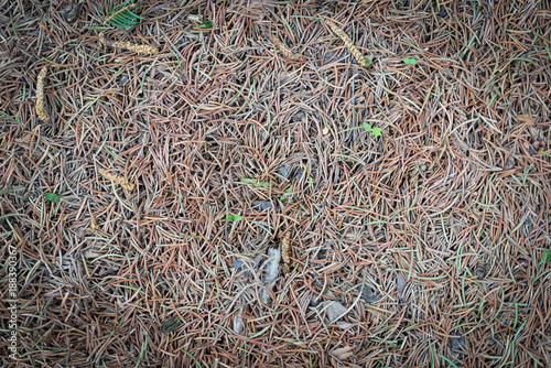 Obraz na płótnie Dry twigs, needles and leaves forming a layer of forest litter. w salonie