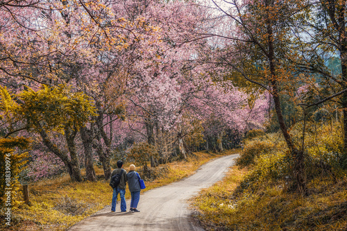 Cherry Blossom Pathway in ChiangMai, Thailand  © Songsak C