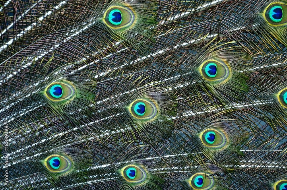 Obraz premium Bright blue and green spots of peacock tail in fascinated texture and background
