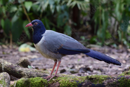 Coral-billed ground cuckoo (Carpococcyx renauldi) beautiful grey and dark blue bird pink bills and long legs perching on mossy log laying in nature, exotic animal