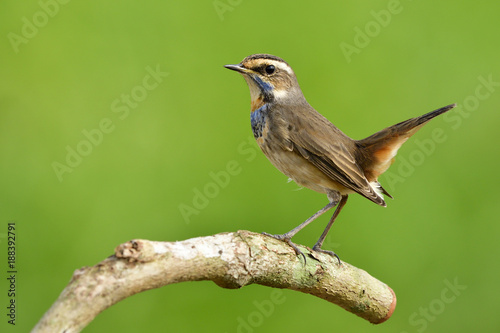 Male of Bluethroat (Luscinia svecica) beautiful brown bird with blue feathers on its neck standing on a branch with tail high lifted, fascinated nature