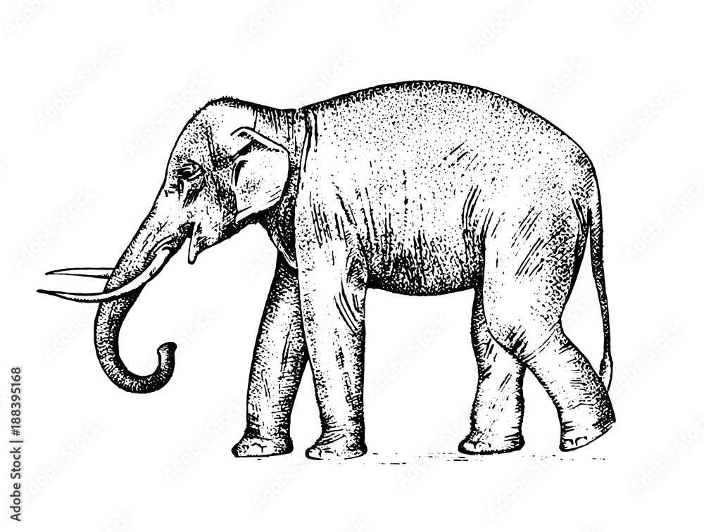 Obraz premium Indian elephant. wild animal in warm country. engraved hand drawn realistic in old sketch, vintage style.