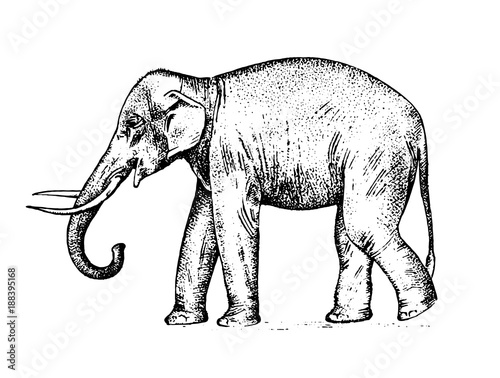 Indian elephant. wild animal in warm country. engraved hand drawn realistic in old sketch, vintage style.