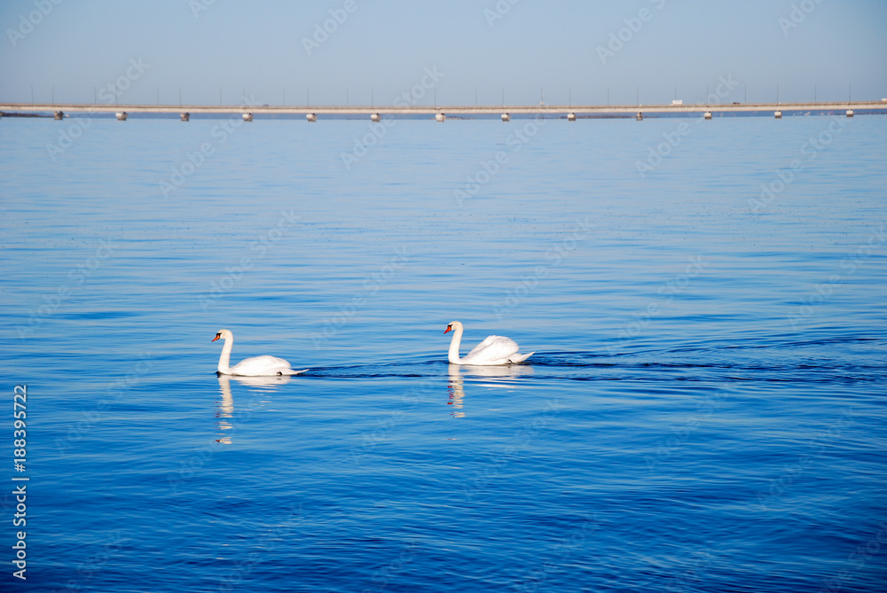 Couple of swans in front of a bridge