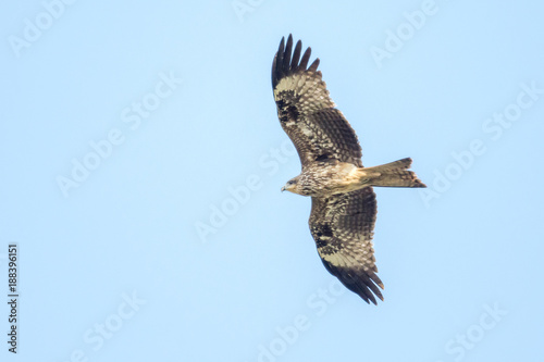 Black-eared Kite looking prey in the sky