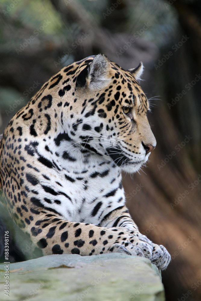Obraz premium Jaguar