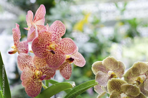 Orchid flower with blurred background