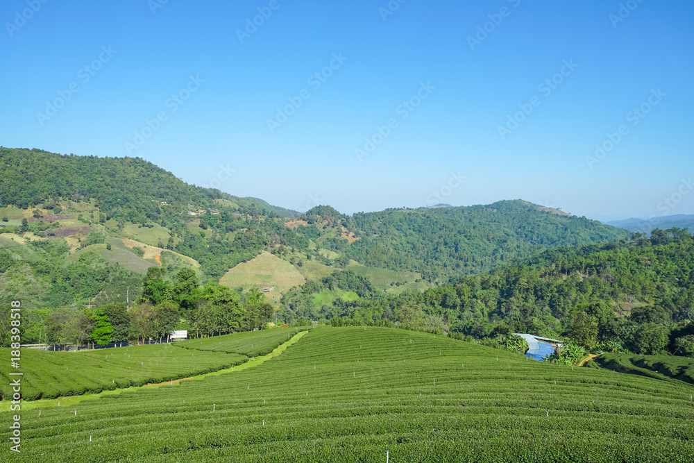 Tea plantation in Doi Mae Salong, Chiang Rai Thailand