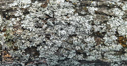 tree bark with lichen