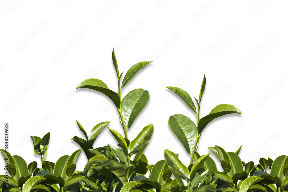 Obraz premium Tea tree leaf on white background