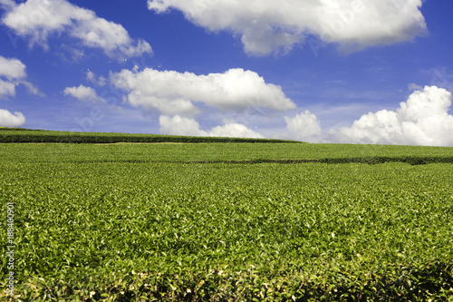 Tea Plantation with blue sky and cloudy background