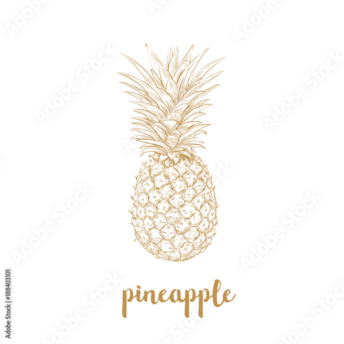 Pineapple sketch vector illustration. 