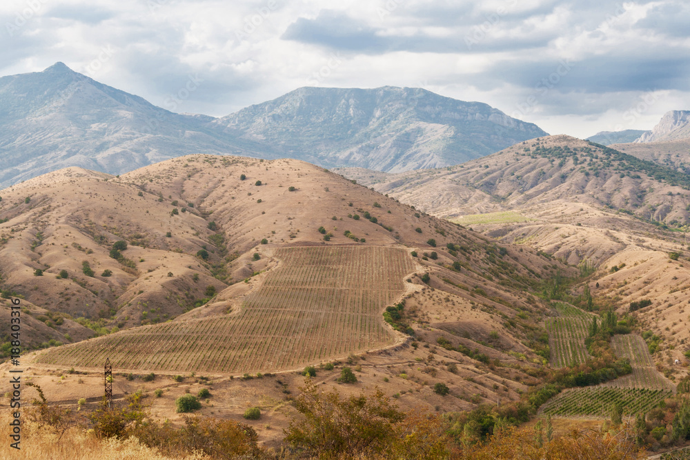 vineyards in the highlands, a view from a height, morning light