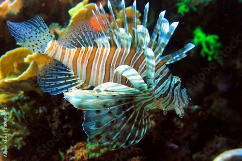 tropical fish in aquarium