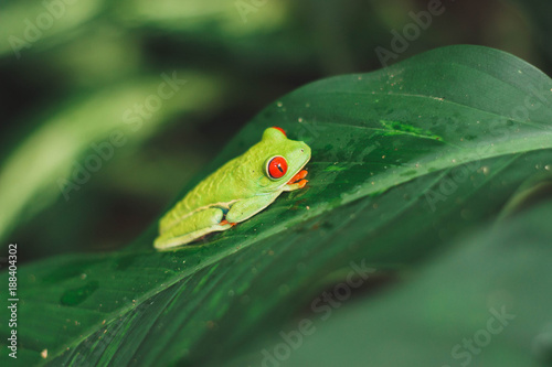 Green red-eyed tree frog 