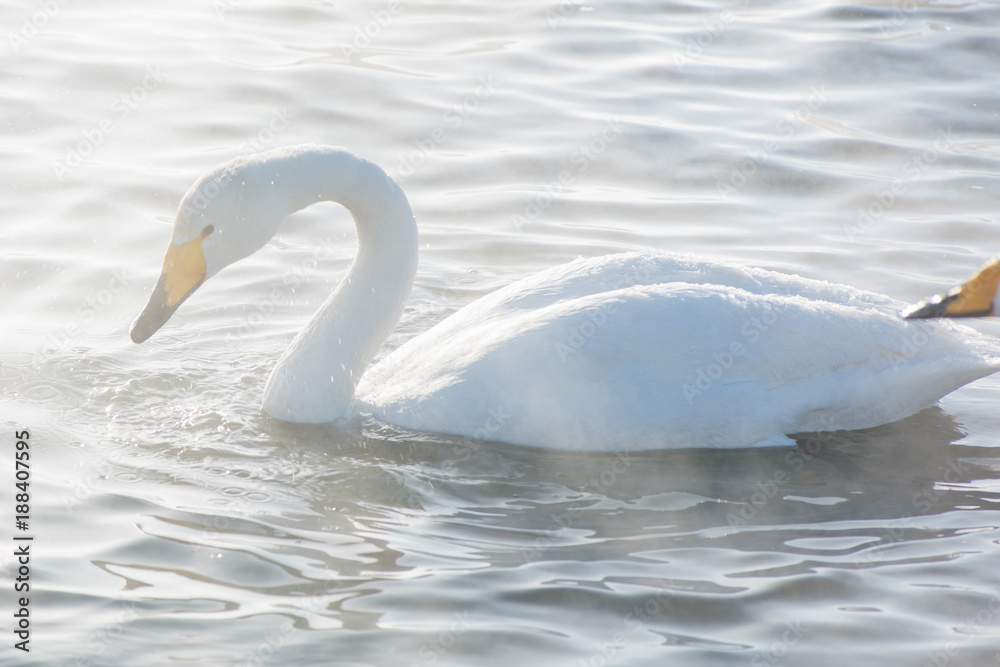 Beautiful white whooping swans swimming in the nonfreezing winter lake. The place of wintering of swans, Altay, Siberia, Russia. Beautiful white whooping swans swimming in the nonfreezing winter lake. The place of wintering of swans, Altay, Siberia, Russia.