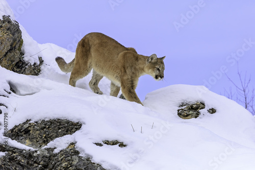 Mountain Lion in Winter