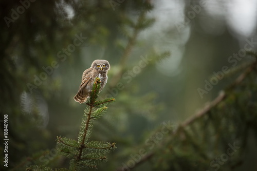 Glaucidium passerinum. It is the smallest owl in Europe. It occurs mainly in northern Europe. But also in Central and Southern Europe. In some mountain areas. Photographed in the Czech Republic. Wild 