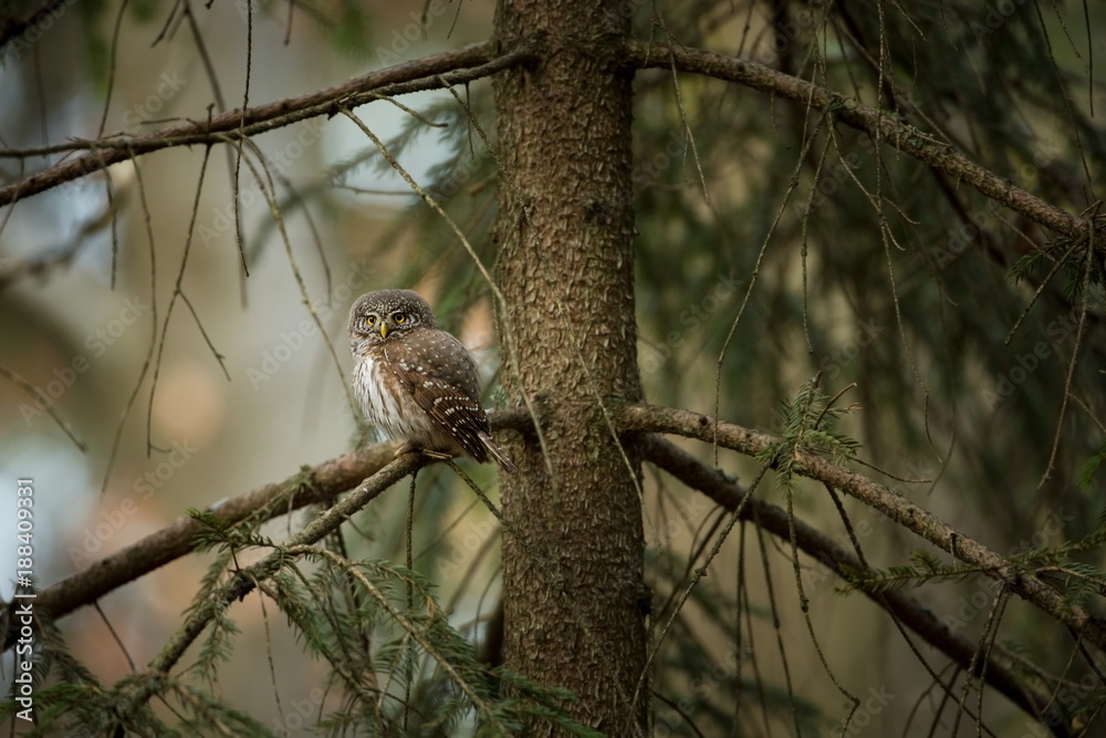 Glaucidium passerinum. It is the smallest owl in Europe. It occurs mainly in northern Europe. But also in Central and Southern Europe. In some mountain areas. Photographed in the Czech Republic. Wild Glaucidium passerinum. It is the smallest owl in Europe. It occurs mainly in northern Europe. But also in Central and Southern Europe. In some mountain areas. Photographed in the Czech Republic. Wild