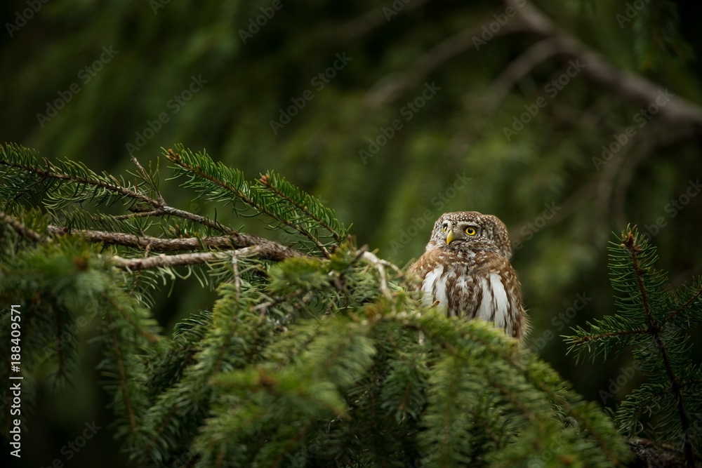 Obraz premium Glaucidium passerinum. It is the smallest owl in Europe. It occurs mainly in northern Europe. But also in Central and Southern Europe. In some mountain areas. Photographed in the Czech Republic. Wild 