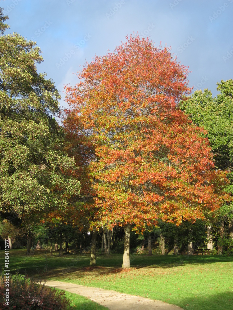 Naklejka premium Tree in autumn colours