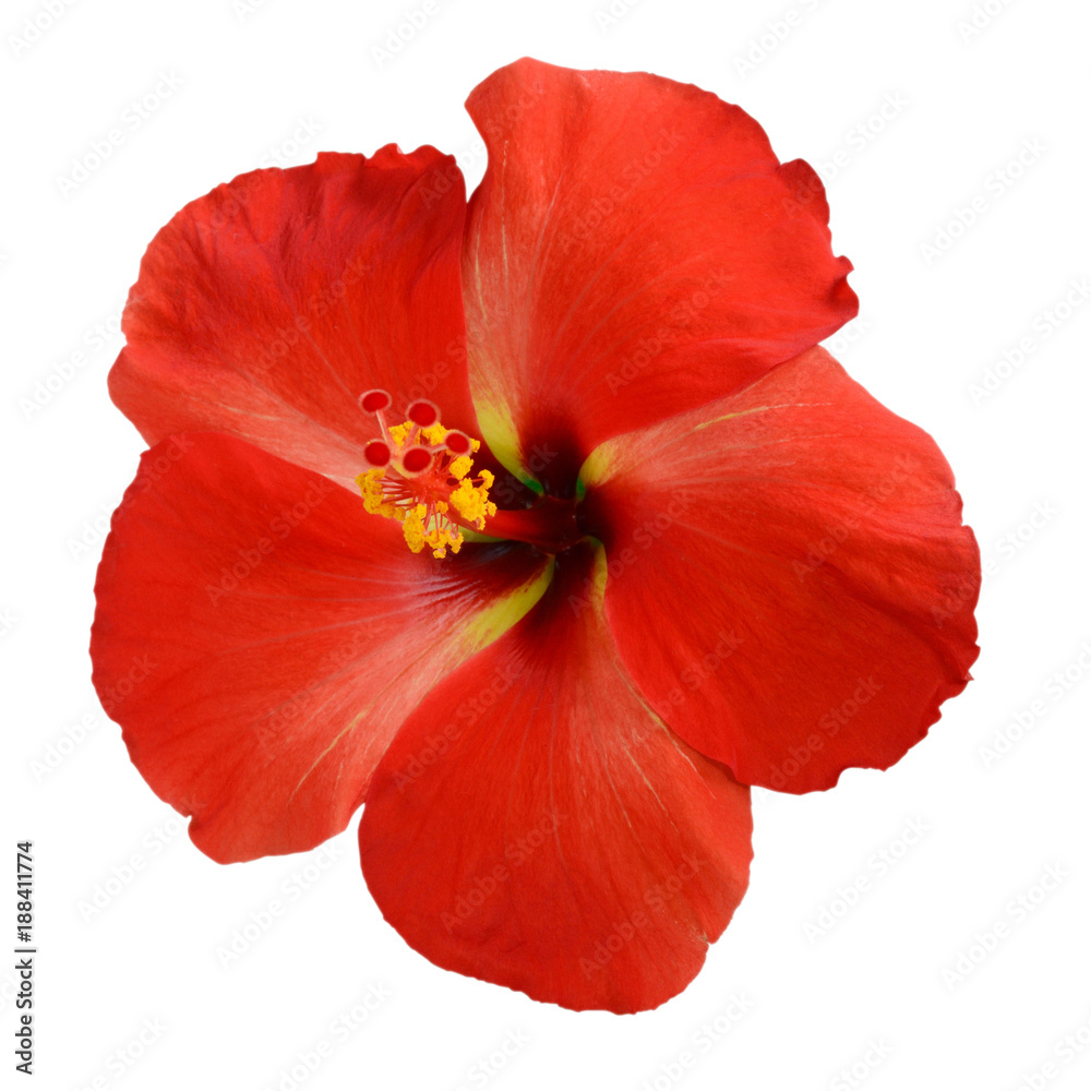 Red Hibiscus on white background with path Red Hibiscus on white background with path