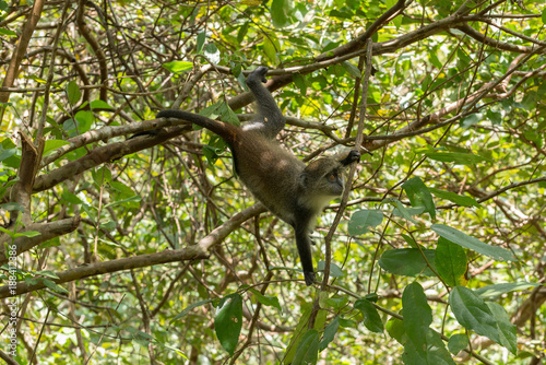 Affe im Baum auf Sansibar