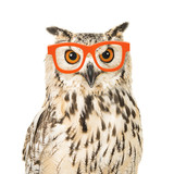 Portrait of an eagle owl with orange glasses