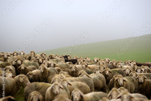 different, black goat in the middle of a herd of white sheeps