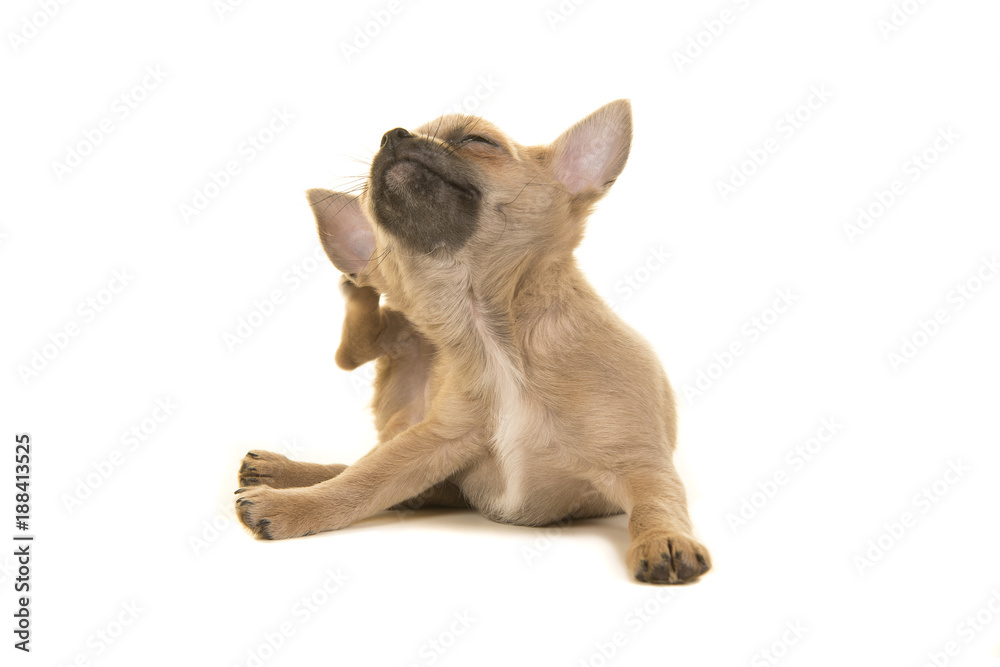 Chihuahua puppy dog cratching itself isolated on a white background
