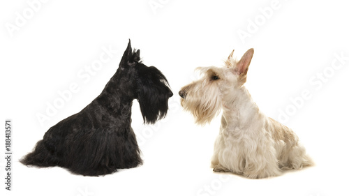 Fototapeta Naklejka Na Ścianę i Meble -  White an black scottish terrier seen from the side sniffing out eachother on a white background
