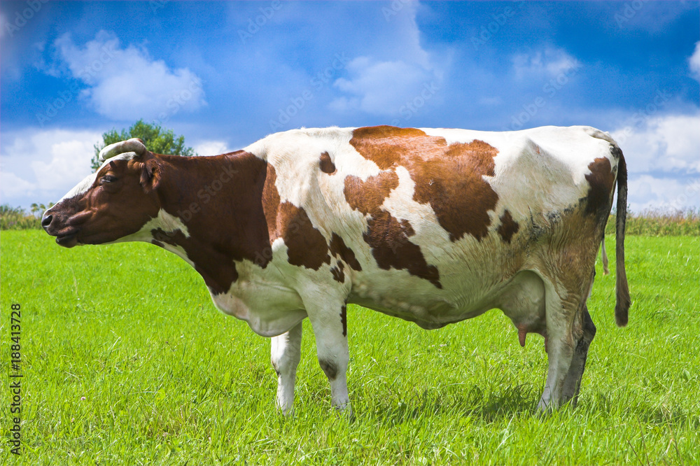 A cow in a meadow. White cow with red spots. big cow.