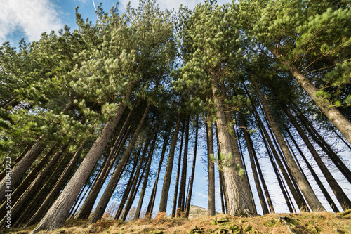 Stand of trees
